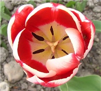 6683dc6d-4.tulip izbliza.jpg